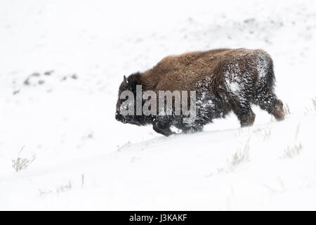 American Bison / Amerikanischer Bison (Bison Bison), Stier in Winterfell, Wanderungen bergab durch den Tiefschnee, Yellowstone-Nationalpark, Wyoming, USA. Stockfoto