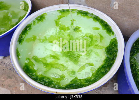 Meer Lattuce Zucht im Becken beim Test wachsen Foto Mitte mit gedämpfter Beleuchtung im Freien Sonne. Stockfoto