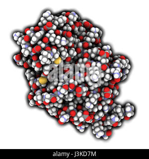 Carbapenemase Carbapenem-Antibiotika-Resistenz-Enzym. Carbapenemase OXA-24 aus dem Bakterium Acinetobacter Baumannii. Atome als farbcodierte sph Stockfoto