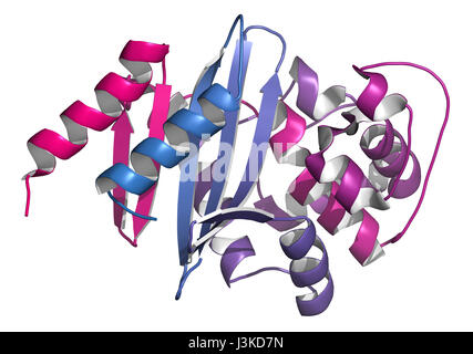 Carbapenemase Carbapenem-Antibiotika-Resistenz-Enzym. Carbapenemase OXA-24 aus dem Bakterium Acinetobacter Baumannii. Cartoon-Modell; N-to-C Farbverlauf Stockfoto