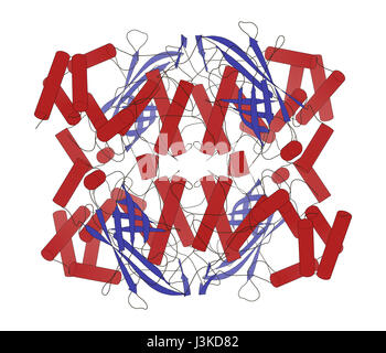 Menschlichen Erythrozyten Katalase. Schützt Zellen vor Schäden durch reaktive Sauerstoffspezies (ROS). Cartoon-Modell, sekundäre Struktur Färbung: Alpha-Helices Stockfoto