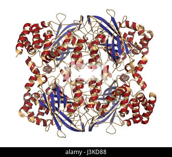 Menschlichen Erythrozyten Katalase. Schützt Zellen vor Schäden durch reaktive Sauerstoffspezies (ROS). Cartoon-Modell, sekundäre Struktur Färbung: Alpha-Helices Stockfoto