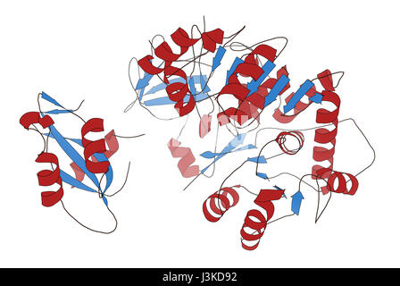 Firefly Luciferase Enzym. Protein für die Biolumineszenz von Glühwürmchen verantwortlich. Oft verwendet als Reporter in der Biotechnologie und Gentechnik. Stockfoto