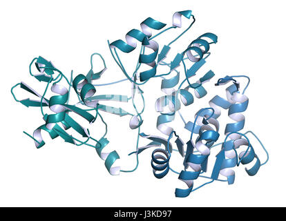 Firefly Luciferase Enzym. Protein für die Biolumineszenz von Glühwürmchen verantwortlich. Oft verwendet als Reporter in der Biotechnologie und Gentechnik. Stockfoto