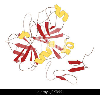 Blutgerinnungsfaktor Xa. Rolle bei der Blutgerinnung und Thrombose. Cartoon-Modell, sekundäre Struktur Färbung: Alpha-Helices gelb, Beta-Shee Stockfoto