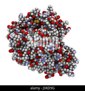 Blutgerinnungsfaktor Xa. Rolle bei der Blutgerinnung und Thrombose. Atome als farbcodierte Kugeln dargestellt. Stockfoto