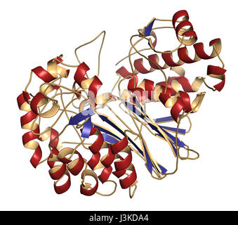 Gamma-Glutamyltranspeptidase (GGT 1, Gamma-GT, Gamma-Glutamyl-Transferase) 1 Enzym. Als diagnostische Marker für Lebererkrankungen verwendet. Cartoon-Modell, secon Stockfoto