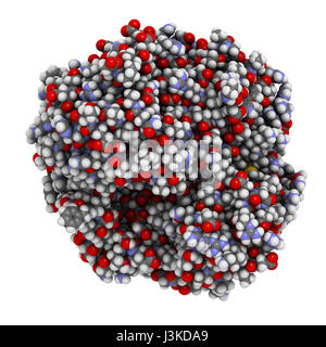 Gamma-Glutamyltranspeptidase (GGT 1, Gamma-GT, Gamma-Glutamyl-Transferase) 1 Enzym. Als diagnostische Marker für Lebererkrankungen verwendet. Atome als Farbe angezeigt Stockfoto