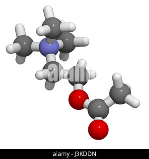 Neurotransmitter Acetylcholin (ACh), molekulare Modell. Atome sind als Kugeln mit konventionellen Farbcodierung vertreten: Wasserstoff (weiß), Kohlenstoff (grau Stockfoto