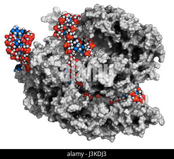 Bearbeitung komplexer von Streptococcus Pyogenes CRISPR-CAS9-gen. Das Cas9-Nuklease-Protein verwendet ein Guide RNA-Sequenz um zu DNA an eine ergänzende Website zu schneiden. Stockfoto