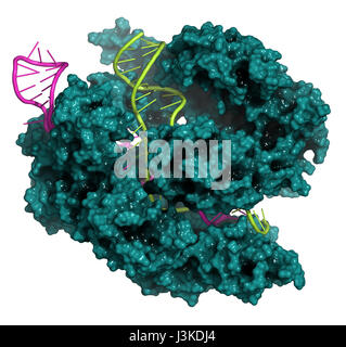 Bearbeitung komplexer von Streptococcus Pyogenes CRISPR-CAS9-gen. Das Cas9-Nuklease-Protein verwendet ein Guide RNA-Sequenz um zu DNA an eine ergänzende Website zu schneiden. Stockfoto