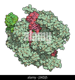 Bearbeitung komplexer von Streptococcus Pyogenes CRISPR-CAS9-gen. Das Cas9-Nuklease-Protein verwendet ein Guide RNA-Sequenz um zu DNA an eine ergänzende Website zu schneiden. Stockfoto