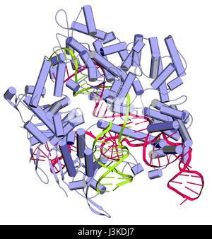 Bearbeitung komplexer von Streptococcus Pyogenes CRISPR-CAS9-gen. Das Cas9-Nuklease-Protein verwendet ein Guide RNA-Sequenz um zu DNA an eine ergänzende Website zu schneiden. Stockfoto