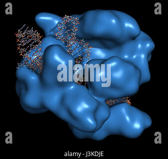 Bearbeitung komplexer von Streptococcus Pyogenes CRISPR-CAS9-gen. Das Cas9-Nuklease-Protein verwendet ein Guide RNA-Sequenz um zu DNA an eine ergänzende Website zu schneiden. Stockfoto