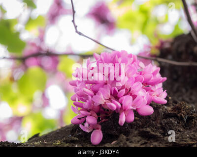 Redbud Baum Blumen Stockfoto