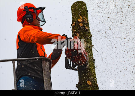Holzfäller-schneiden-Baum mit einer Motorsäge. Stockfoto