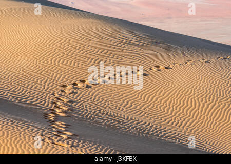 Liwa-Oase, Abu Dhabi, Vereinigte Arabische Emirate-, Spuren in den Sanddünen in der Wüste The Empty Quarter (Rub' al Khali) von der arabischen Halbinsel ist Stockfoto