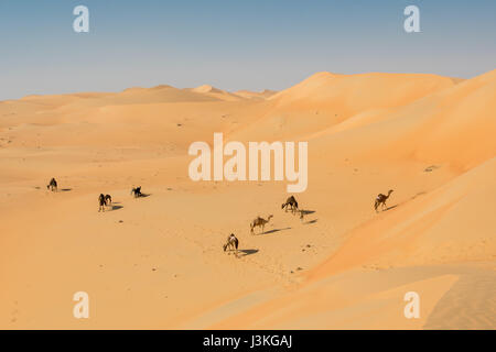 Liwa-Oase, Abu Dhabi, Vereinigte Arabische Emirate - - Kamele (Camelus Dromedarius), geführt durch die Sanddünen in der Wüste The Empty Quarter (Rub' al Khali Stockfoto