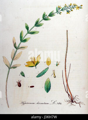 Hypericum hirsutum, auch bekannt als Johanniskraut, ist ein mehrjähriges Kraut, das in Europa und Teilen Asiens beheimatet ist. Sie zeichnet sich durch ihre gelben Blüten und die rauen, strukturierten Stiele aus. Die Pflanze wird für medizinische Zwecke verwendet, insbesondere bei pflanzlichen Behandlungen. Stockfoto