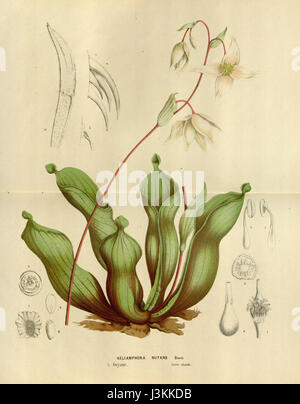 Heliamphora Nutans Flore des Serres et des Jardins de l ' Europe 1875 Stockfoto