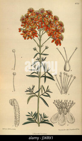 Hypericum laeve rubrum ist eine Sorte von Johanniskraut, bekannt für seine roten Blüten. Es kommt oft in gemäßigten Regionen vor und ist bekannt für seine medizinischen Eigenschaften und sein unverwechselbares Aussehen. Stockfoto