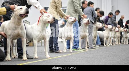 Argentinische Hund Wettbewerb: Dogo Argentino Porträt Stockfoto