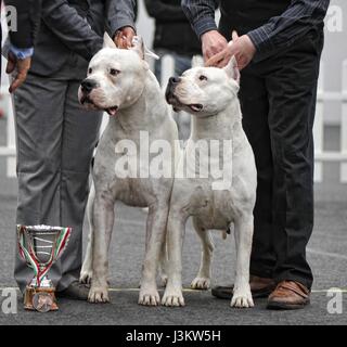 Argentinische Hund Wettbewerb: Dogo Argentino Porträt Stockfoto