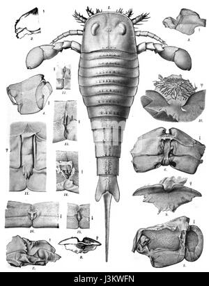 Holm Eurypterus Fischeri Platte 1 Stockfoto