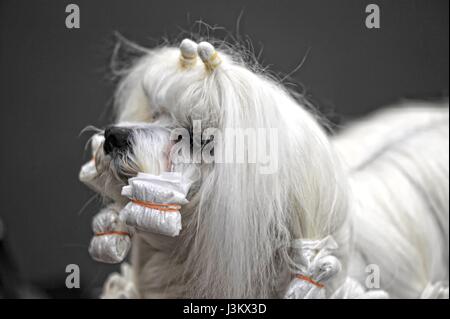 Malteser Hund - kämmen die dreadlocks Stockfoto