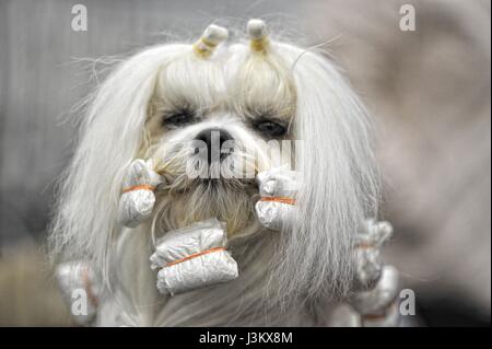 Malteser Hund - kämmen die dreadlocks Stockfoto