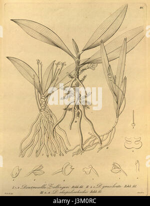 Diese botanische Illustration aus „Xenia“, Band 1, Platte 86, zeigt verschiedene Orchideenarten, darunter Grosourdya zollingeri und Dendrocolla rhopalorrhachis, und hebt ihre einzigartigen Merkmale und Klassifikationen hervor. Stockfoto