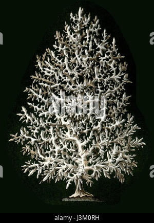 Haeckel Calcispongiae Leucosolenia complicata Stockfoto