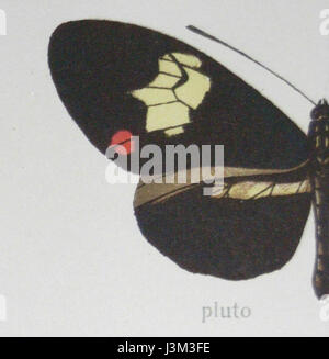 Die Schmetterlingsart *Heliconius melpomene* (auch als roter Postmann bekannt) ist ein Mitglied der Unterfamilie Heliconiinae. Diese Art kommt häufig in Mittel- und Südamerika vor und ist bekannt für ihre auffällige Färbung und ihre schnellen Flugmuster. Sie wird oft auf ihr Verhalten und ihre Mimikry in der Natur untersucht. Stockfoto