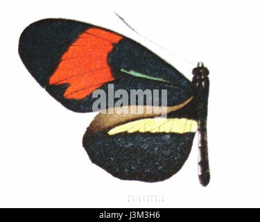 Heliconius melpomene anna ist eine Unterart des roten Passionsblumenschmetterlings, bekannt für seine markanten roten und schwarzen Flügel. Sie kommt vor allem in Mittel- und Südamerika vor und trägt zur Artenvielfalt der Region bei. Stockfoto