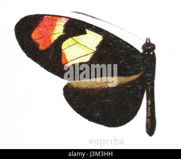Heliconius melpomene xenoceasuperba ist eine Schmetterlingsart in Mittel- und Südamerika, die für ihre lebhafte Färbung und Mimikry-Muster bekannt ist. Sie gehört zur Unterfamilie Heliconiinae und spielt eine wichtige Rolle bei der Bestäubung. Stockfoto
