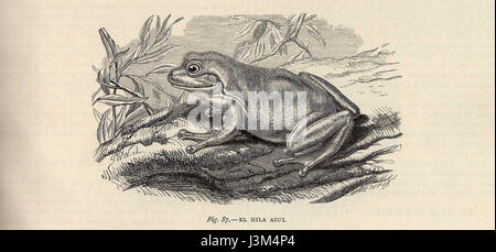 Hyla cerulea, auch bekannt als der grüne Baumfrosch, ist eine in Australien heimische Art von Baumfrosch. Er ist bekannt für seine hellgrüne Farbe und seine Anpassungsfähigkeit an eine Vielzahl von Lebensräumen, einschließlich Feuchtgebieten und Regenwäldern. Stockfoto