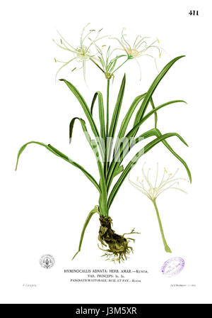 Hymenocallis littoralis, auch bekannt als Strandspinne Lilie, ist eine blühende Pflanzenart, die in den tropischen Regionen beheimatet ist. Es ist bekannt für seine weißen, duftenden Blüten und wird in Ziergärten verwendet. Stockfoto