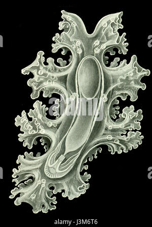 Haeckel Amphoridea 12 Stockfoto
