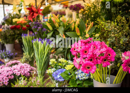 Blumen-stand auf dem Markt in der Universitätsstadt Cambridge in England Stockfoto