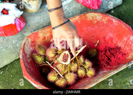 Zeigt die Annatto, die eine Orange-rote Würze ist abgeleitet aus den Samen des Baumes Achiote (Bixa Orellana), für die Tsáchila Gemeinschaft es transpa Stockfoto