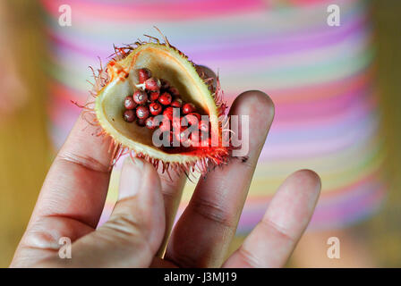 Zeigt die Annatto, die eine Orange-rote Würze ist abgeleitet aus den Samen des Baumes Achiote (Bixa Orellana), für die Tsáchila Gemeinschaft es transpa Stockfoto