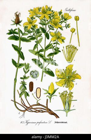 Hypericum perforatum, allgemein bekannt als Johanniskraut, ist eine Heilpflanze, die wegen ihrer therapeutischen Eigenschaften, insbesondere bei der Behandlung von leichten Depressionen und Angstzuständen, verwendet wird. Sie ist in Europa beheimatet, aber in gemäßigten Regionen weit verbreitet. Stockfoto