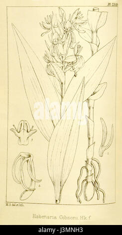 Diese botanische Illustration aus Hookers „Icones Plantarum“ zeigt Habenaria foliosa (früher bekannt als Habenaria gibsonii), eine Orchideenart. Die Illustration wurde 1896 in Band 24, Platte 2319 des Werkes veröffentlicht und bietet eine visuelle Darstellung dieser Pflanzenart. Stockfoto
