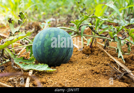 Junge Wassermelonen wachsen im Feld auf dem Lande Stockfoto