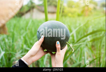 Bauern-Hände halten frische Wassermelone im Feld Stockfoto