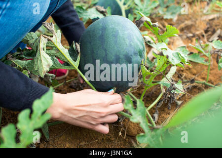 Weiblich, frische Wassermelone im Bereich Kommissionierung Stockfoto