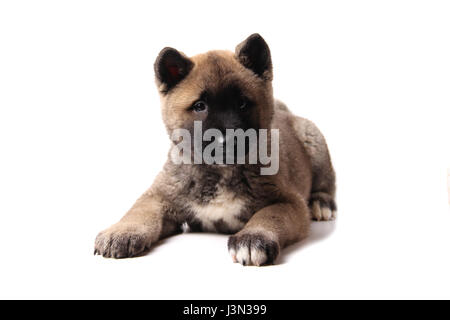 American Akita Welpen Stockfoto