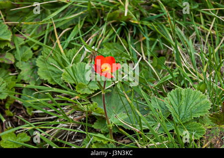 Sonnenlicht rot Geum oder Avens Blumen in Glade, Rila-Gebirge, Bulgarien Stockfoto