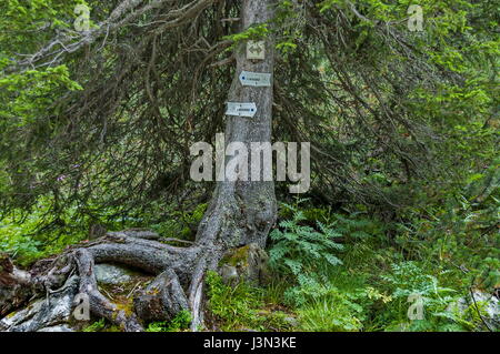 Holzschild bezeichnend für Informationen über die live-Baum für Wanderer aus Rest-Haus Maliovitsa im Rila-Gebirge, Bulgarien Stockfoto