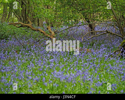 blauen und violetten native English Glockenblumen Teppich Stelzwurzeln im Buche Wald in Surrey, England UK Stockfoto